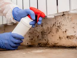 Professional Mold Removal Services in Grape Creek, TX